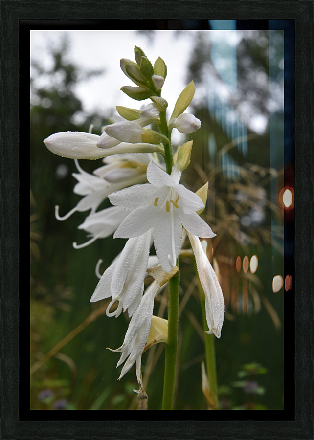 Fleur Blanche  Framed Print Print