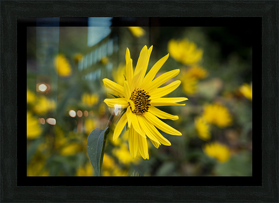 Fleurs Macro  Framed Print Print