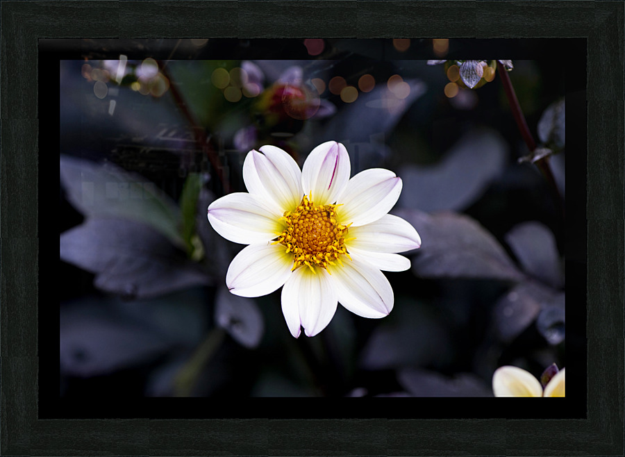 Fleur naturel Picture Frame print