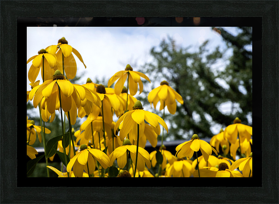 Tournesol en course Picture Frame print