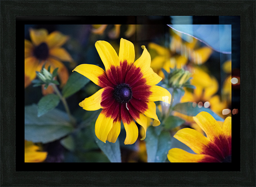 Margurerite eclatante Picture Frame print