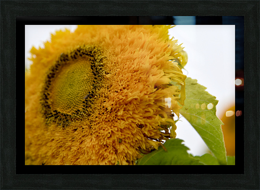 Tournesol big macro Picture Frame print
