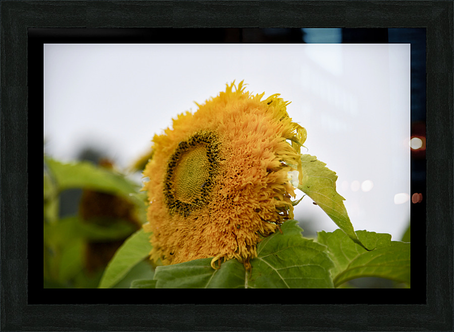 Tournesol macro Picture Frame print