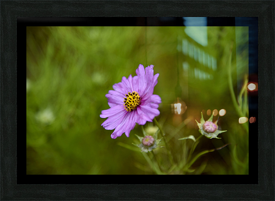 Cosmos solitaire Picture Frame print