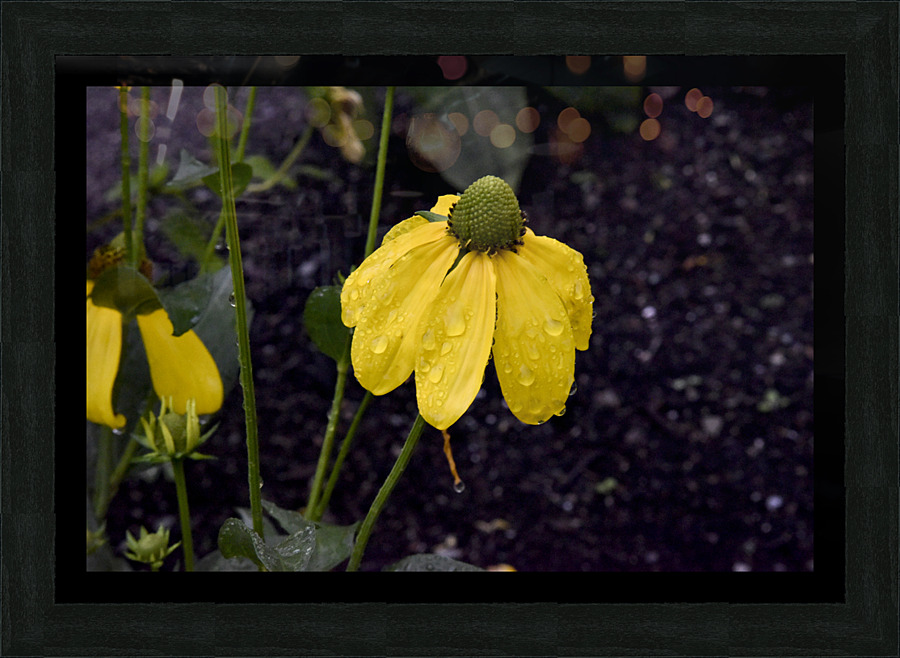 Pluie et deception Picture Frame print