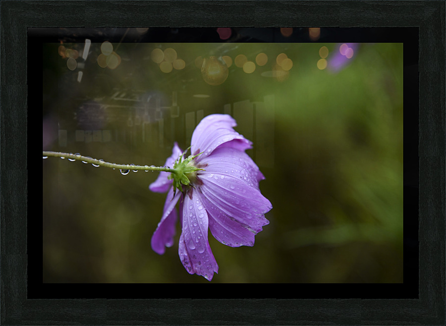 Cosmos sous la pluie Picture Frame print