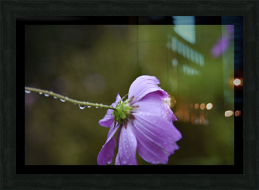 Macros sous la pluie Picture Frame print