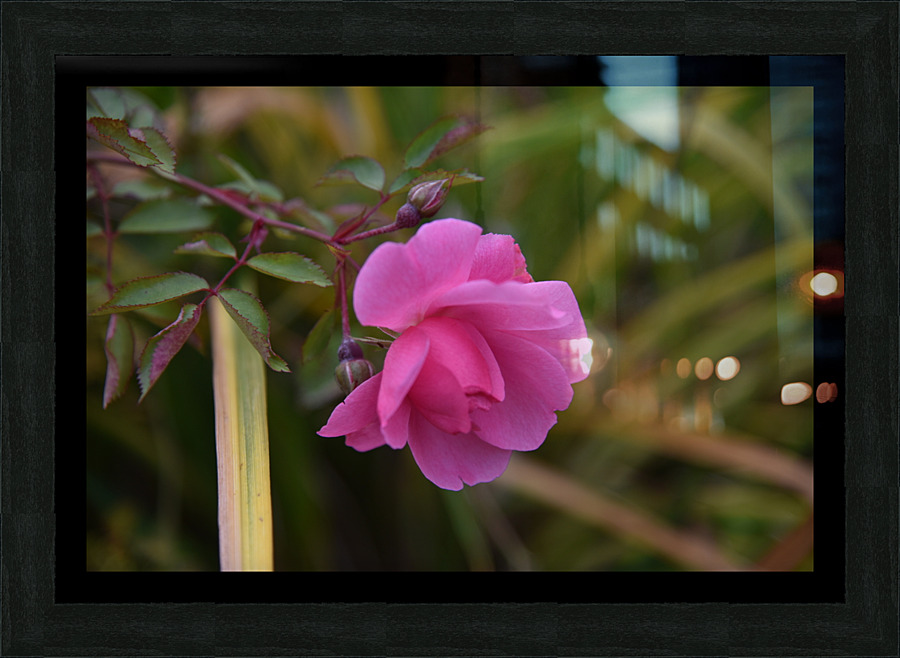 Rose solitaire  Framed Print Print