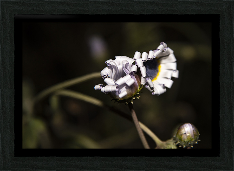 photos 002 461 Picture Frame print