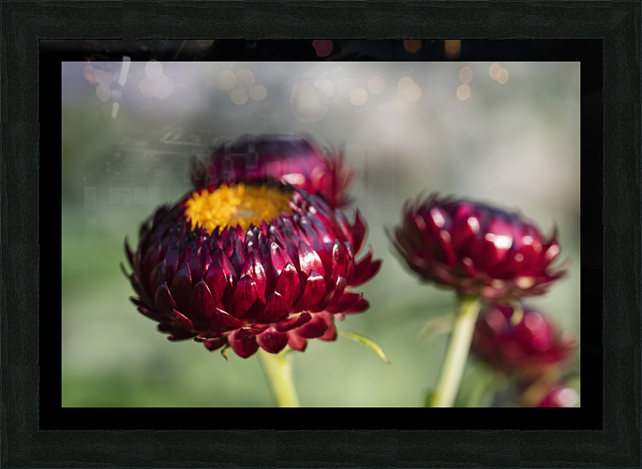  immortelle a bracteesfleur Picture Frame print