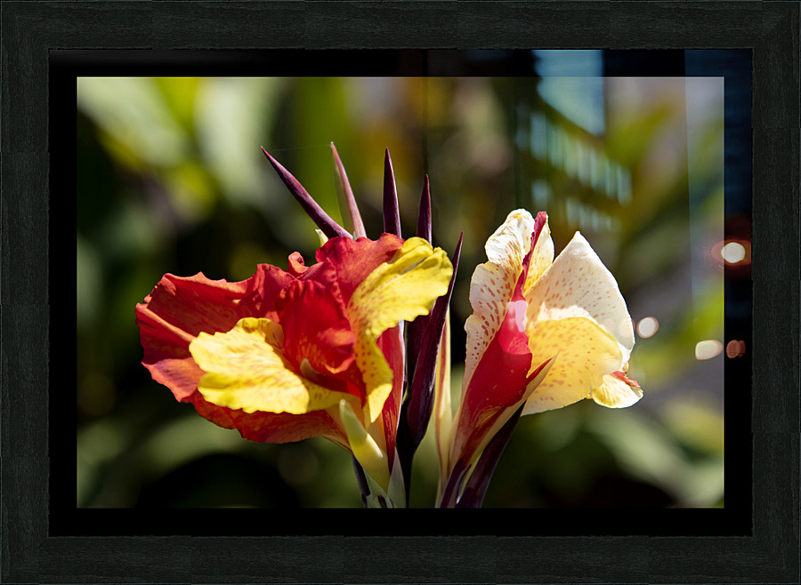 Balisier comestible  Framed Print Print