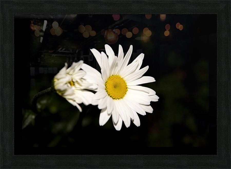 Marguerite a minuit  Framed Print Print