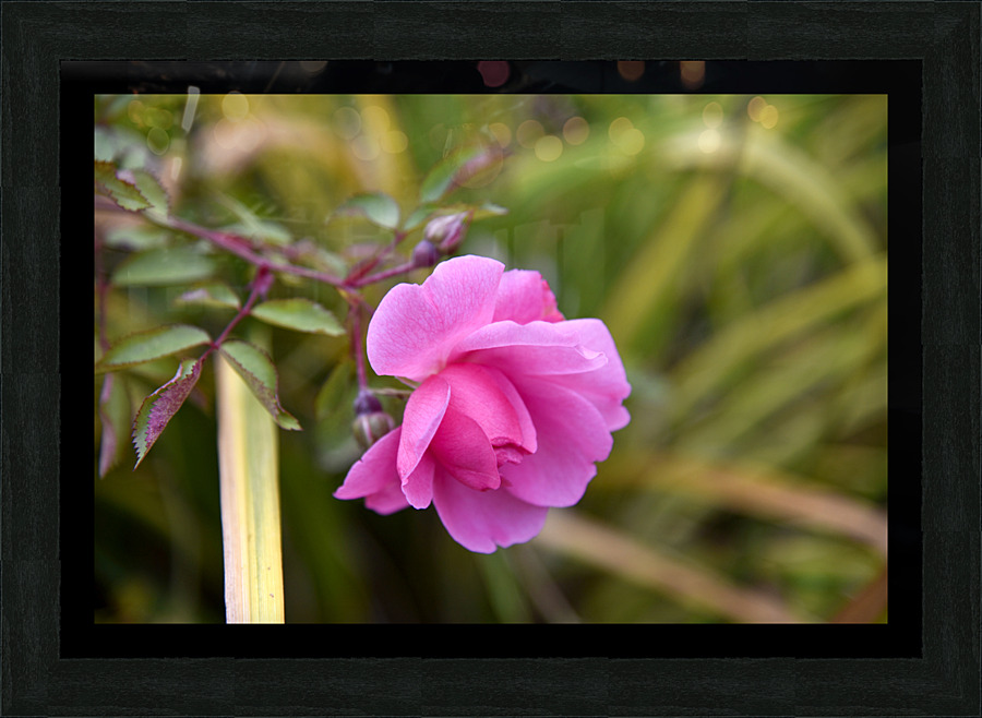 Rose dautomne solitaire Picture Frame print
