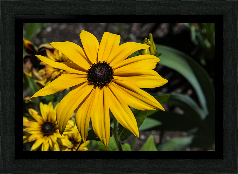 Fleurs tournesol en macro Picture Frame print