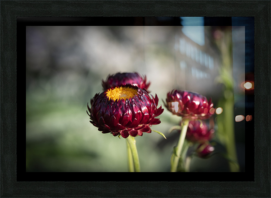  Immortelle a bracteesfleur Picture Frame print