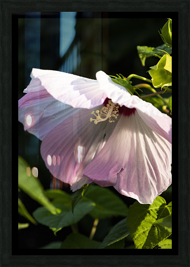 Hibiscus rose Picture Frame print