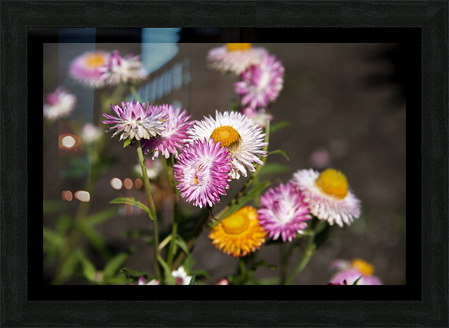 Immortel Picture Frame print