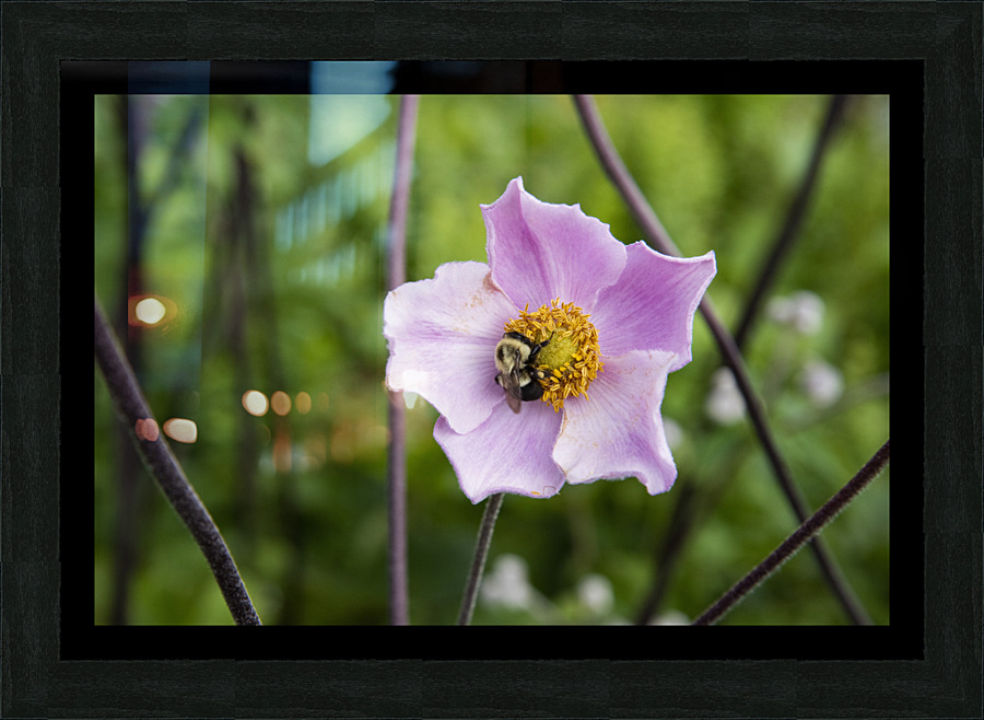 Anemone avec abeille Picture Frame print