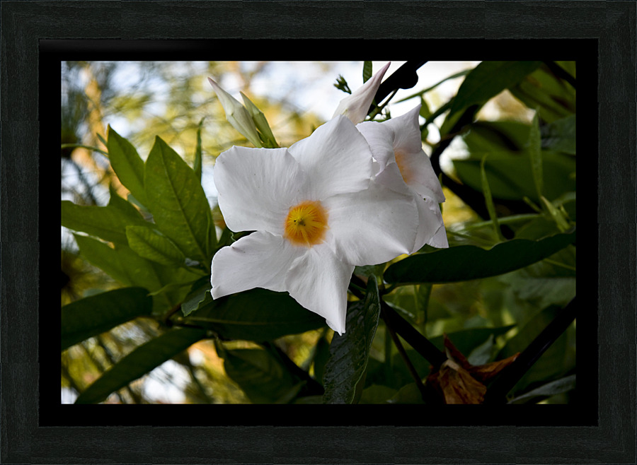 Jolie fleurs blanche inconnu Picture Frame print