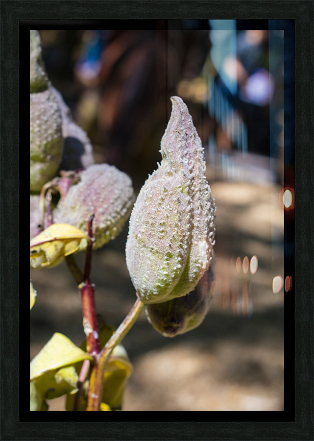 Fleurs inconnue Picture Frame print