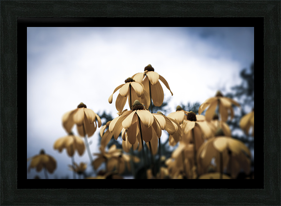 Champs de tournesol Picture Frame print