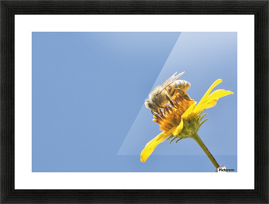 a bee is busy