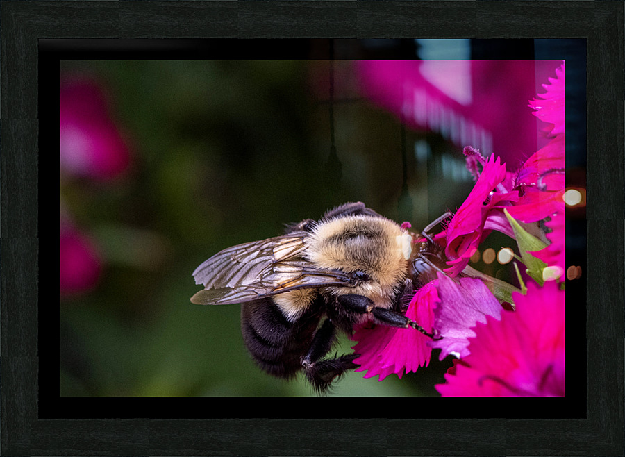 Abeille dans les fleurs Picture Frame print