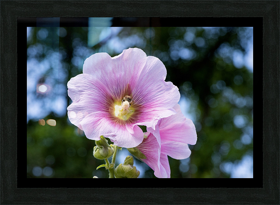 Fleur butiner ete Picture Frame print