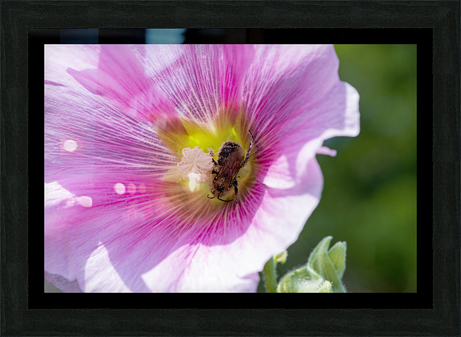 Macro abeille au travaille Picture Frame print