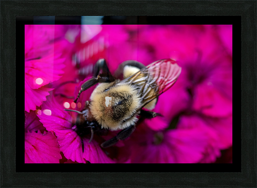 Macro abeille 3 Picture Frame print