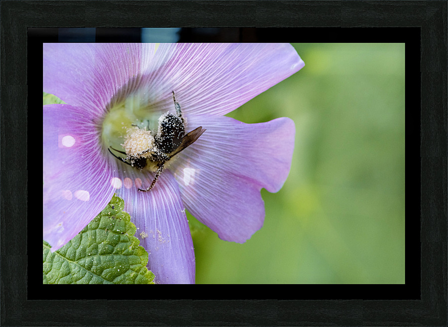 Natures Worker: Macro Image of Pollen-Covered Bee on Hibiscus Picture Frame print