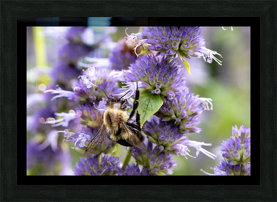  Lavender Feast: Bee on Lavender Flowers Macro Shot Picture Frame print