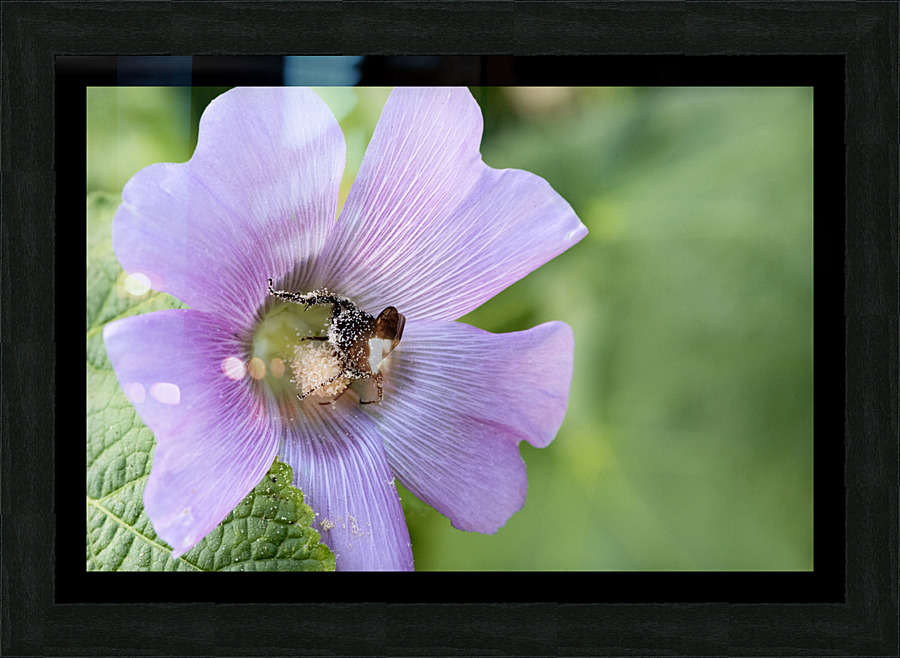  Pollen Collector: Close-Up of Bee on Pink Hibiscus Picture Frame print