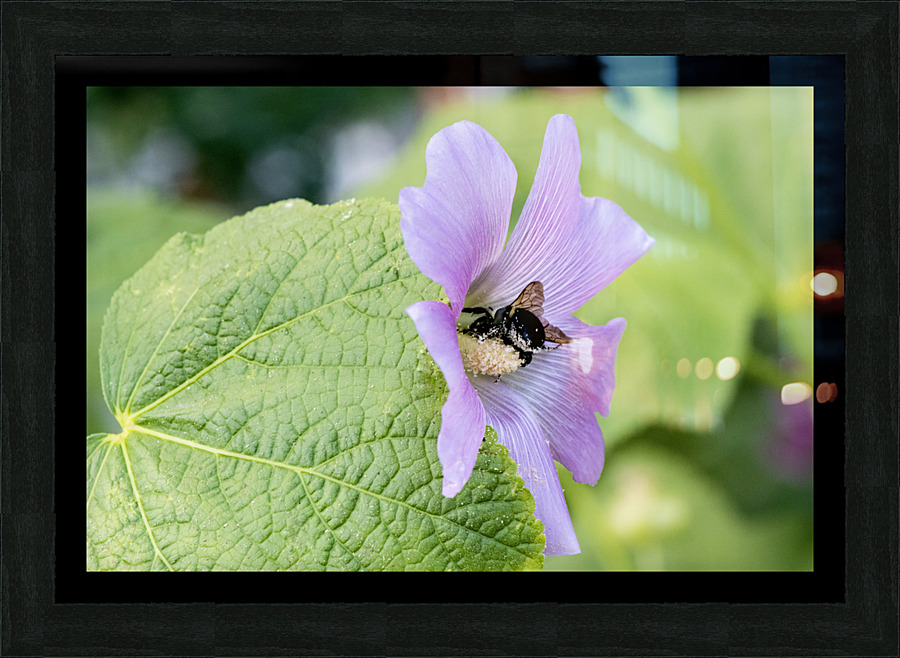 Natures Harmony: Macro Image of Bee on Hibiscus Picture Frame print