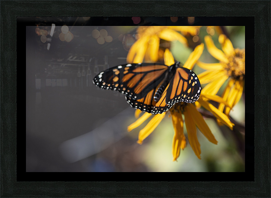 Overhead Elegance: Monarch Butterfly Macro Shot  Framed Print Print