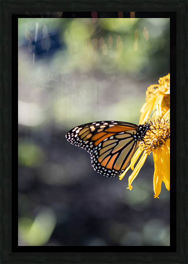  Monarch Majesty: Side View of Closed-Wing Butterfly Picture Frame print