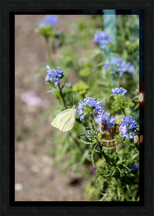 Natures Delight: Butterfly and Purple Flowers Picture Frame print