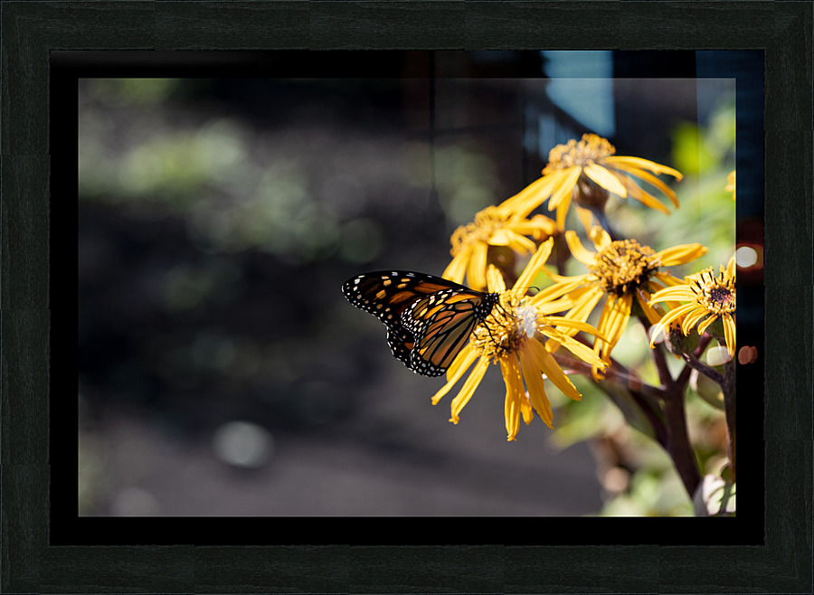 Macro Majesty: Monarch Butterfly and Flowers 2 Picture Frame print