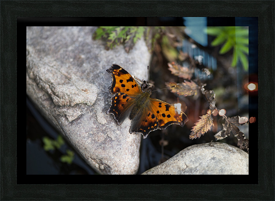 Macro Serenity: Butterfly on Rock  Framed Print Print