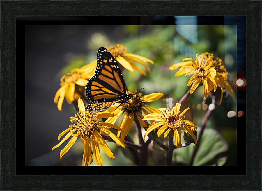Monarch Unveiled: Open-Winged Butterfly on Flowers Picture Frame print