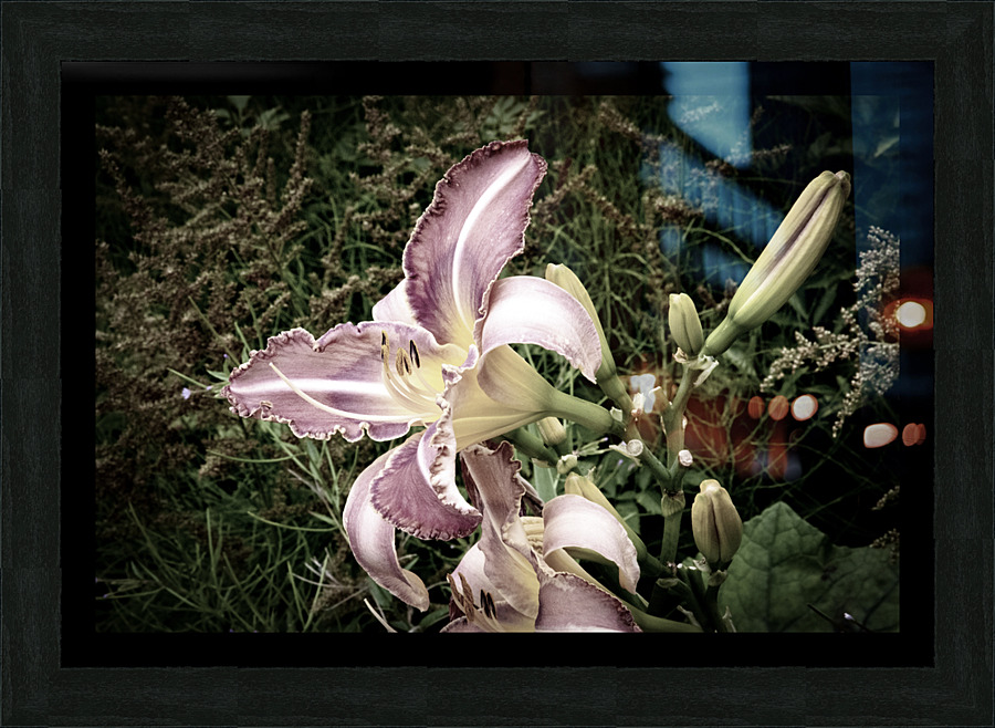 Desaturated Elegance: Lys Photograph Picture Frame print