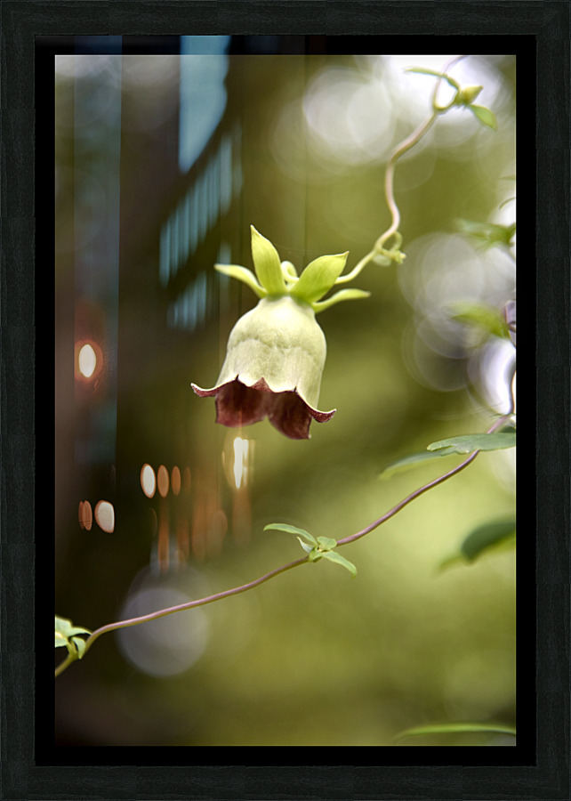 Elegance veneneuse : Lintensite dune belladone en macro avec un fond bokeh Picture Frame print