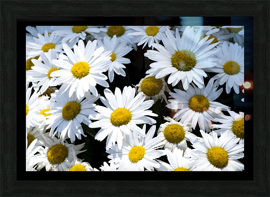 Harmonie naturelle : Decouvrez la delicatesse dun tapis de marguerites blanches en macro Picture Frame print
