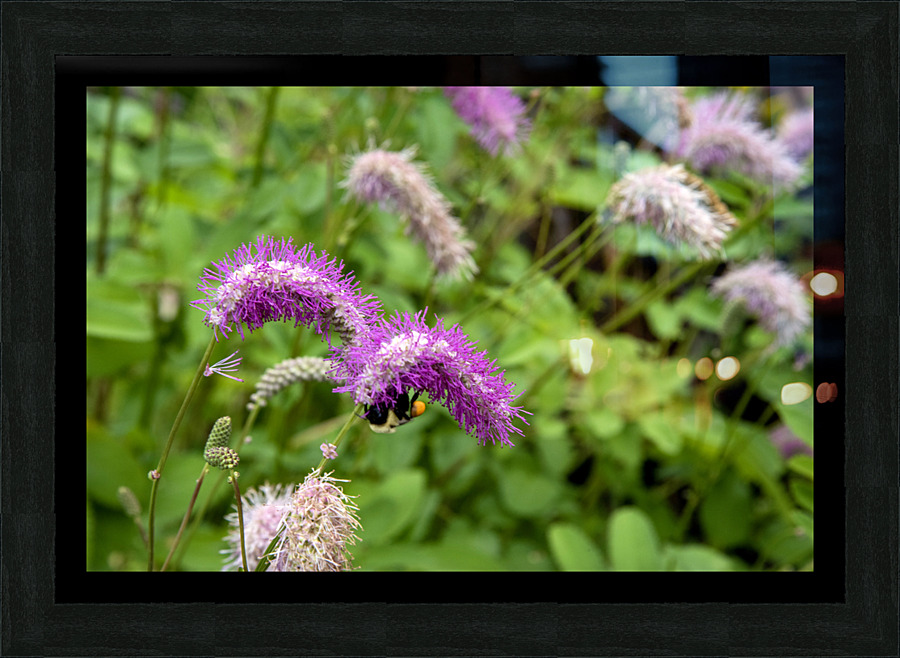 Immersion sauvage : Un champ de Sanguisorba obtusa une mer de beaute naturelle Picture Frame print