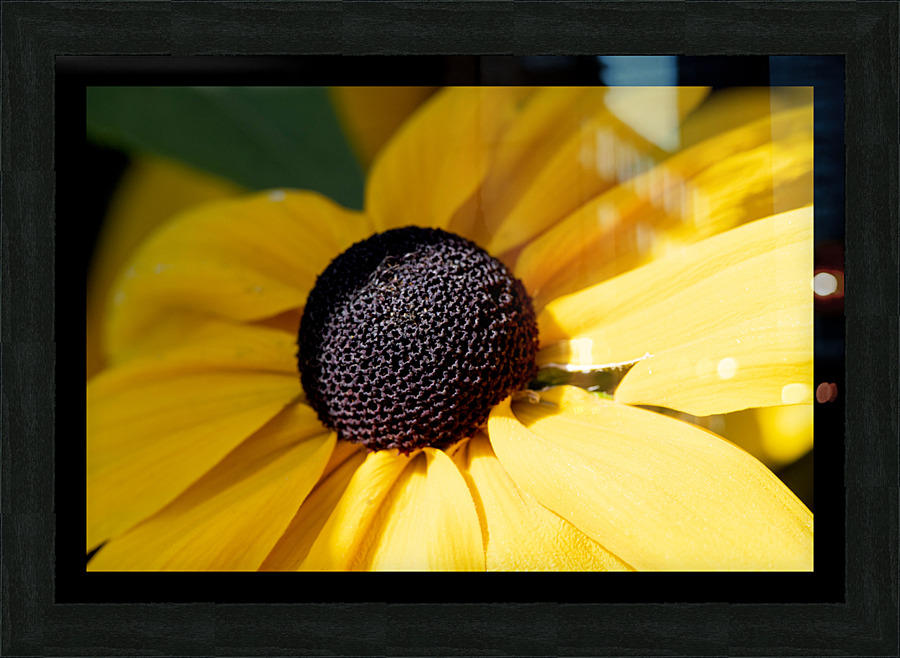 Exploration detaillee : Decouvrez la splendeur dun rudbeckia en gros plan macro Picture Frame print