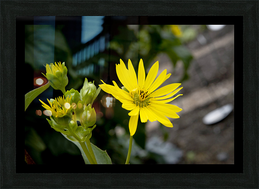 Eclat solaire : Le tournesol en macro une explosion de couleurs Picture Frame print