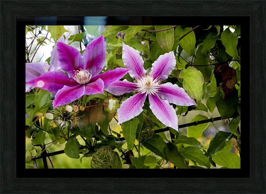 Harmonie delicate : La splendeur des clematites roses en macro dans leur feuillage captivant Picture Frame print