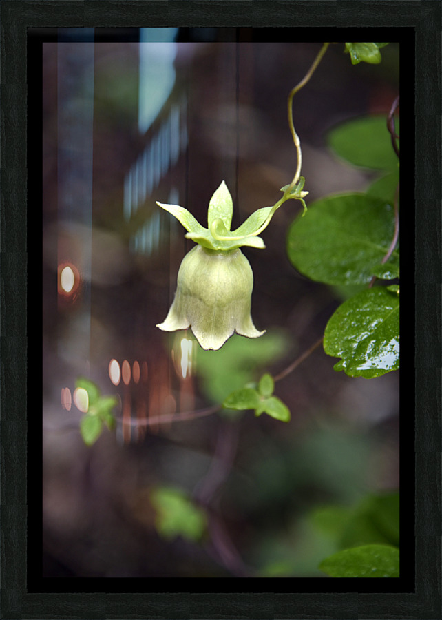 Nature envoutante : Decouvrez la beaute captivante dune belladone en macro  Picture Frame print