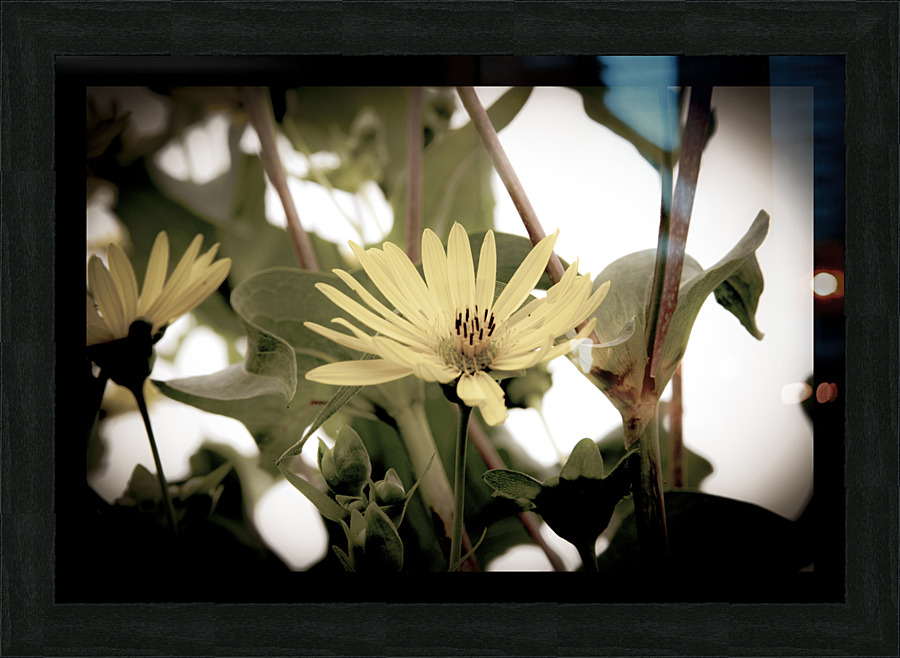 Nature reinventee : Decouvrez le tournesol en macro desature  Picture Frame print