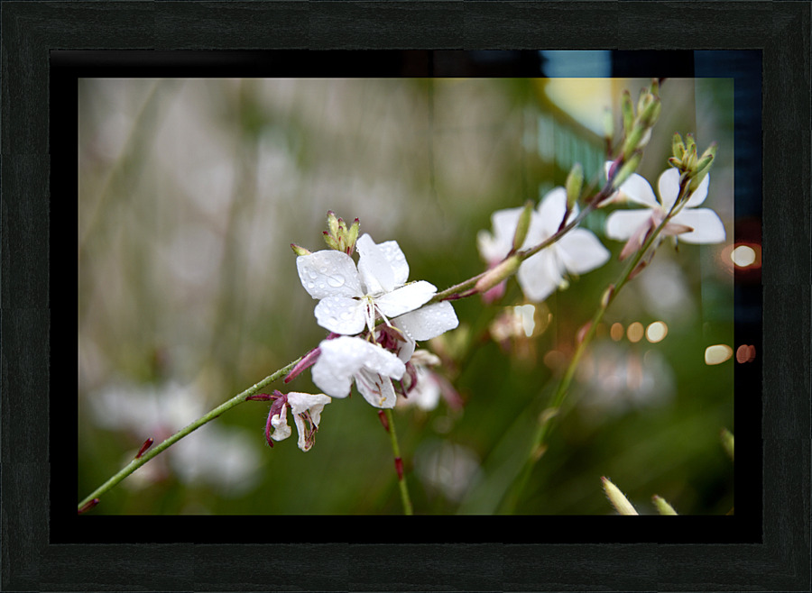 Luminosite florale : Fleur de Gaura en pose macro details captivants et fond bokeh Picture Frame print